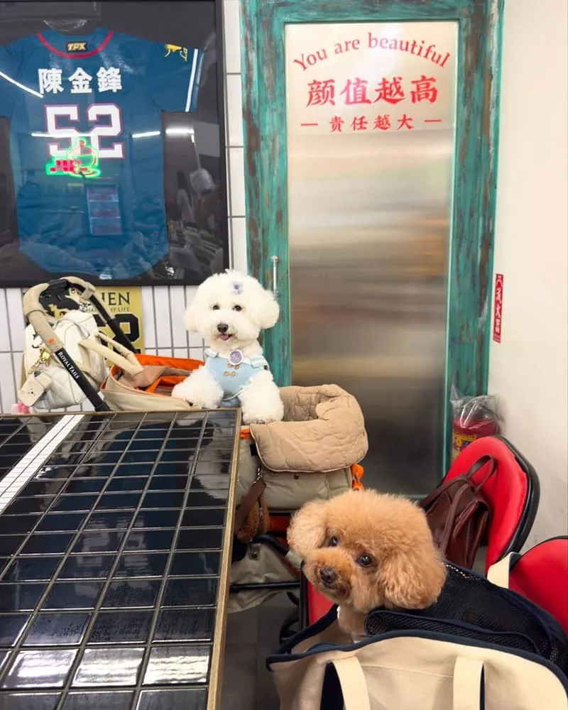 囍鍋子青埔A17店|寵物友善、人氣火鍋與專屬毛孩美食體驗 3 囍鍋子青埔A17店