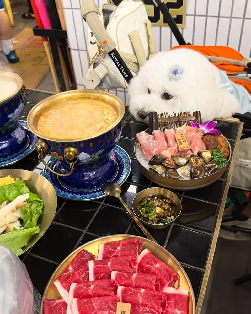 囍鍋子青埔A17店|寵物友善、人氣火鍋與專屬毛孩美食體驗 4 囍鍋子青埔A17店