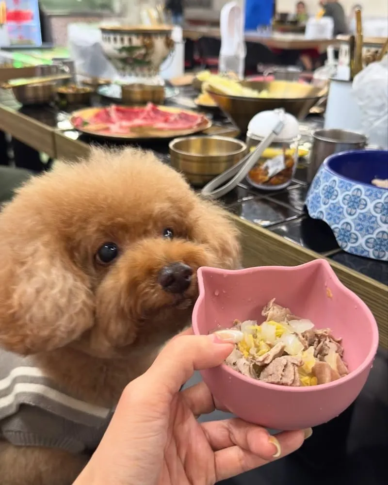 囍鍋子青埔A17店|寵物友善、人氣火鍋與專屬毛孩美食體驗 6 囍鍋子青埔A17店