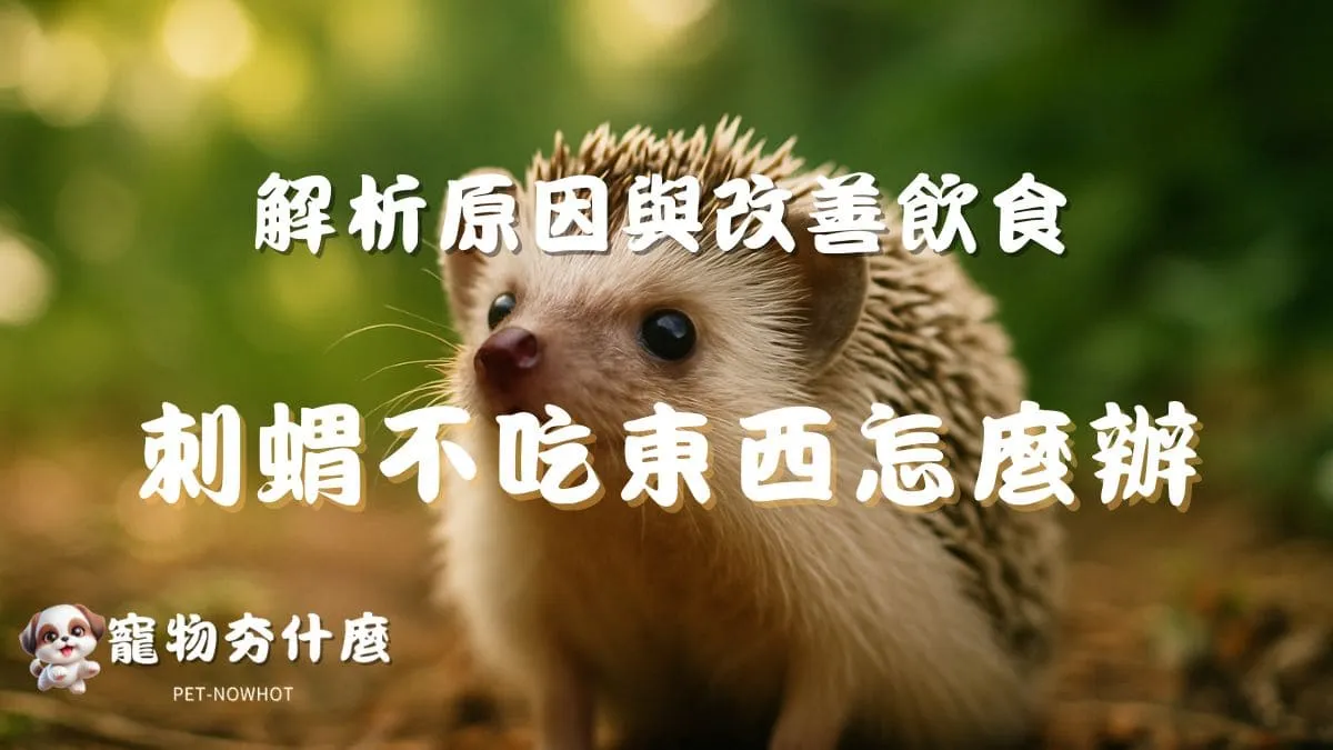 刺蝟不吃東西怎麼辦？