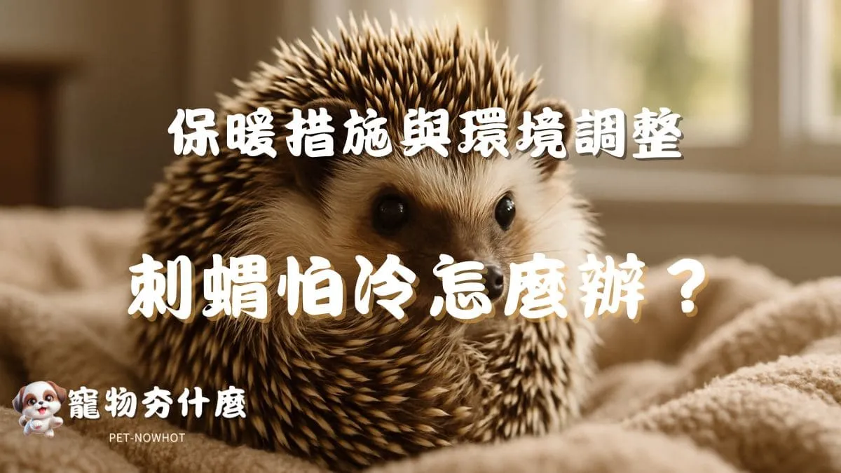 刺蝟怕冷怎麼辦？