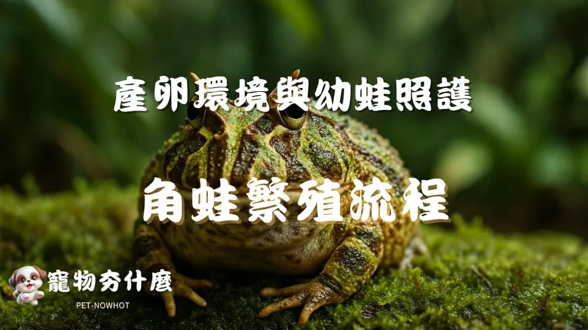 飼養角蛙繁殖流程
