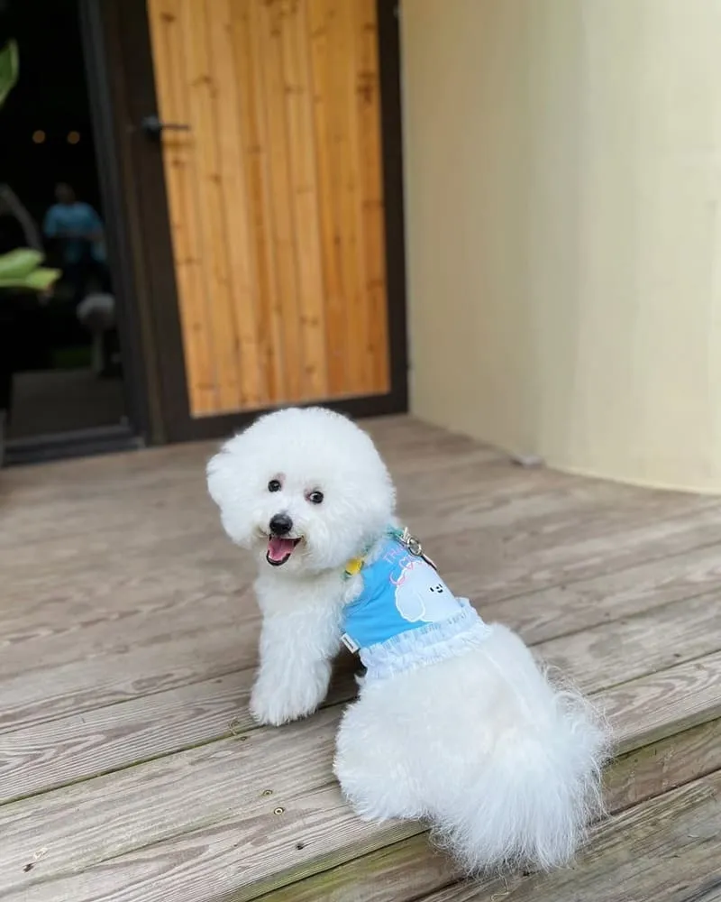 嬉皮國度入樹二村