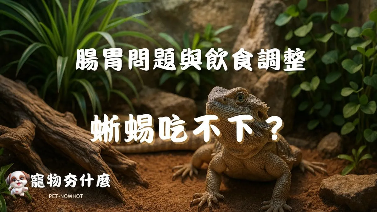 寵物蜥蜴吃不下？