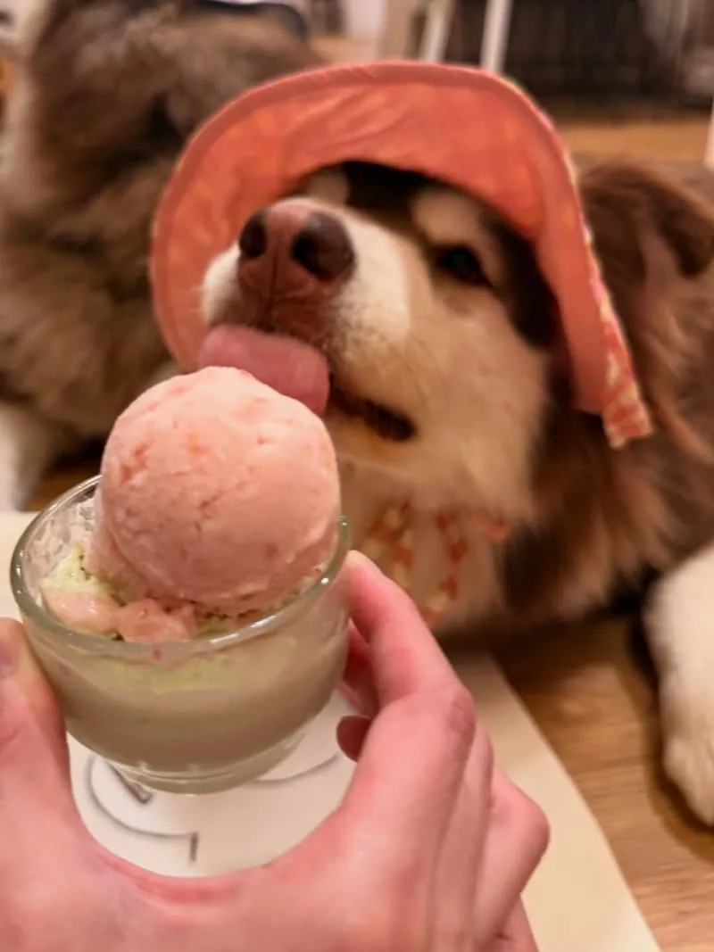 L'Unicorno Gelato義式手工冰淇淋
