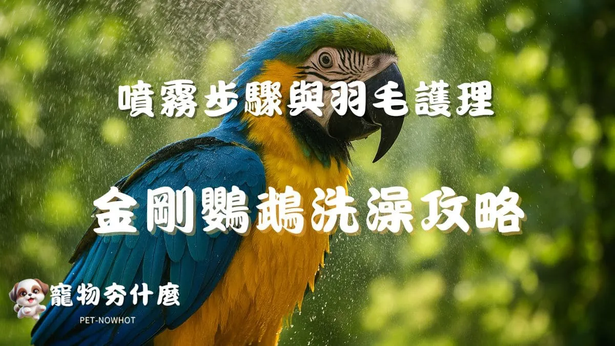 金剛鸚鵡洗澡攻略