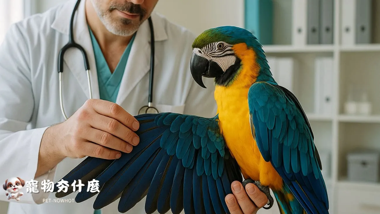 獸醫檢查金剛鸚鵡羽毛健康