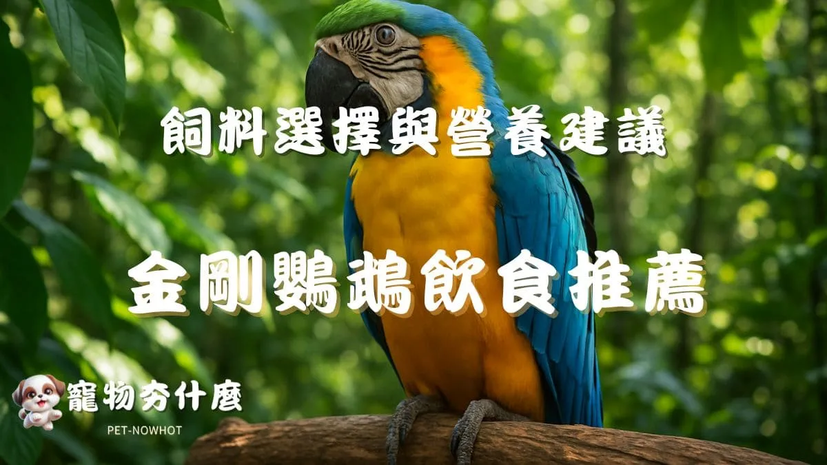 金剛鸚鵡飲食推薦