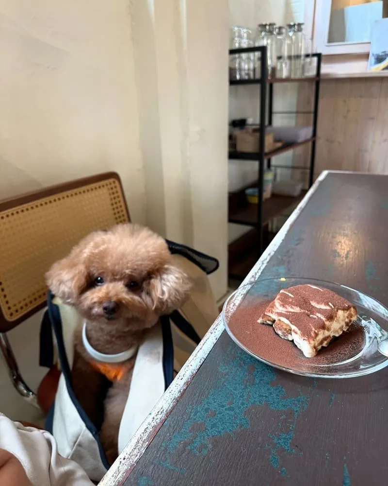 MAMA CAFE桃園異國料理咖啡廳
