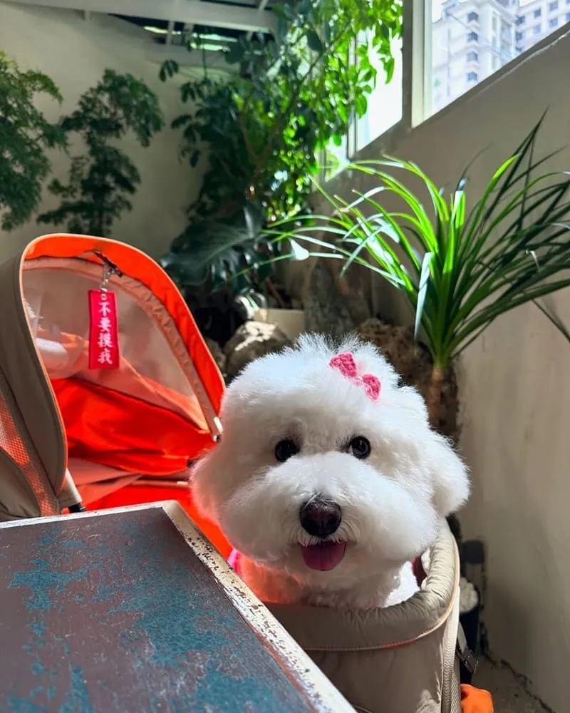 MAMA CAFE桃園異國料理咖啡廳