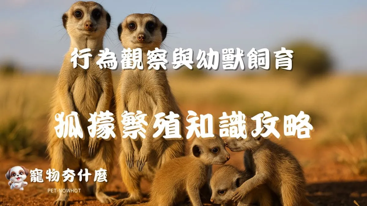 狐獴繁殖知識攻略