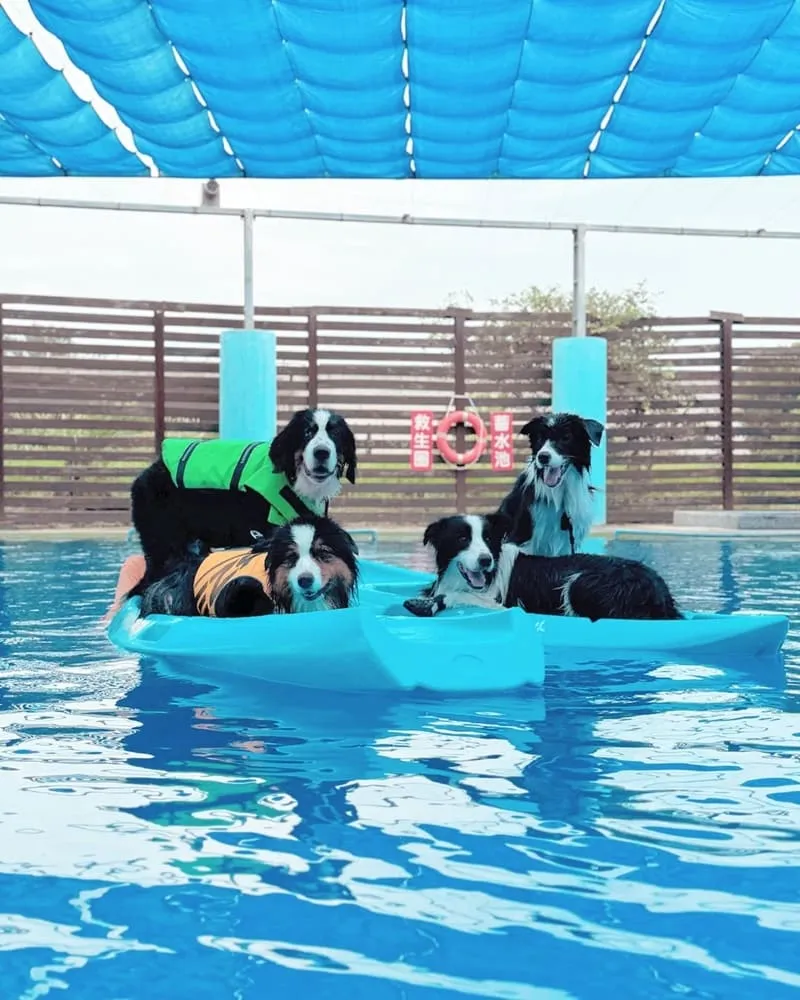 3號咖啡寵物泳池