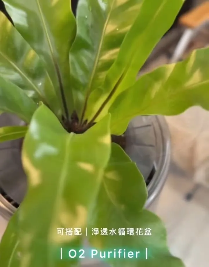 O2 Purifier空氣清淨機