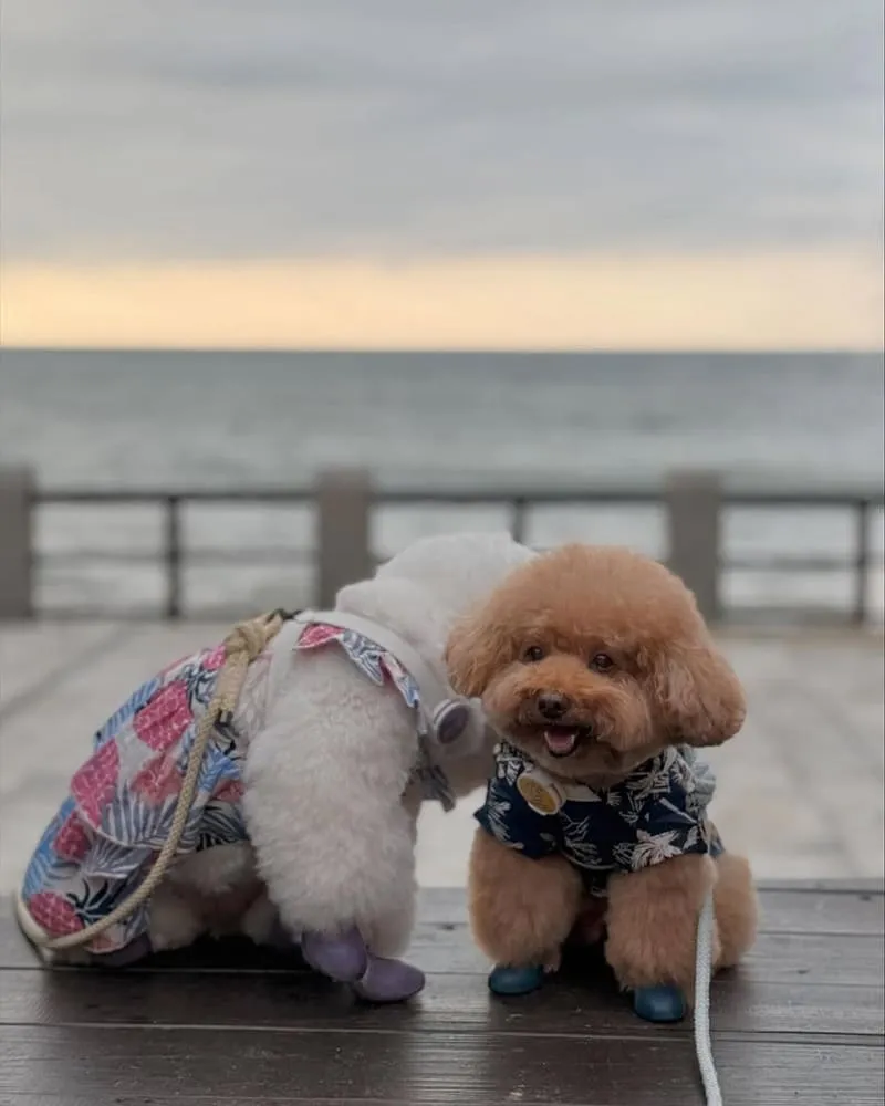 海邊灶咖