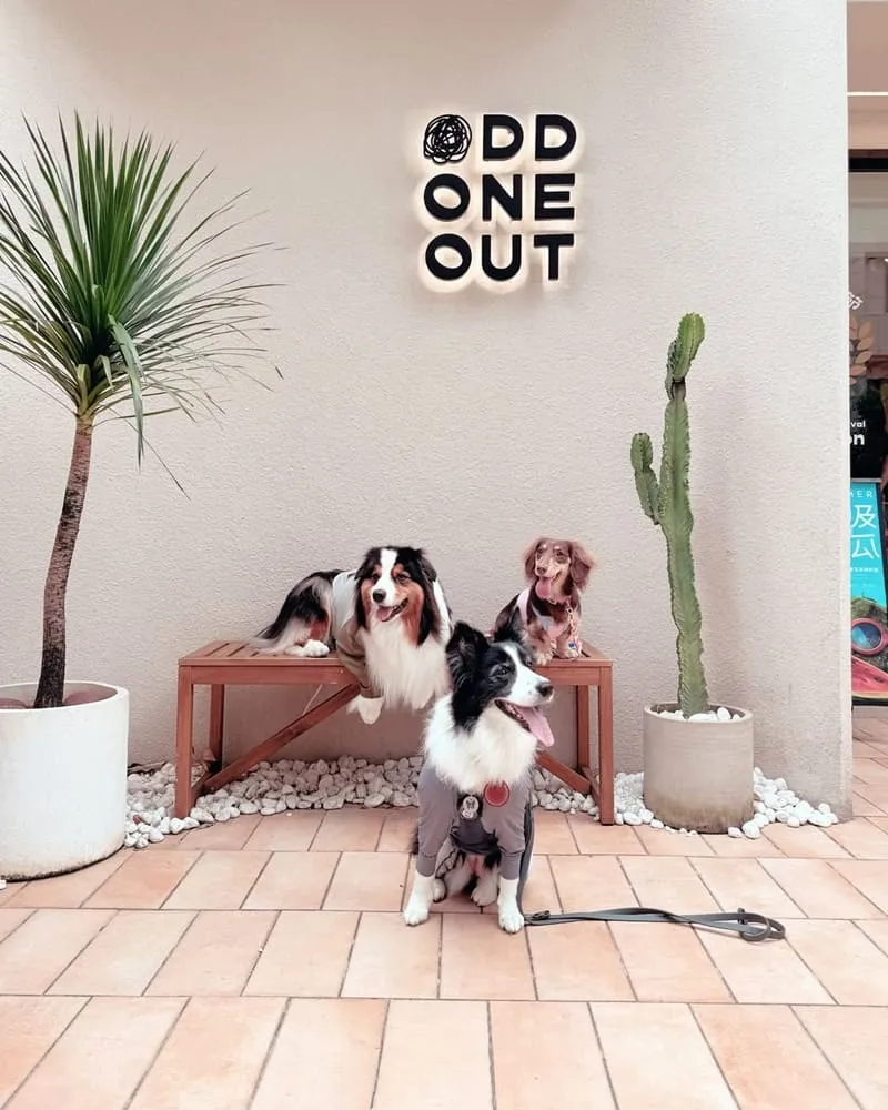 Odd One Out Tea 敦南概念店