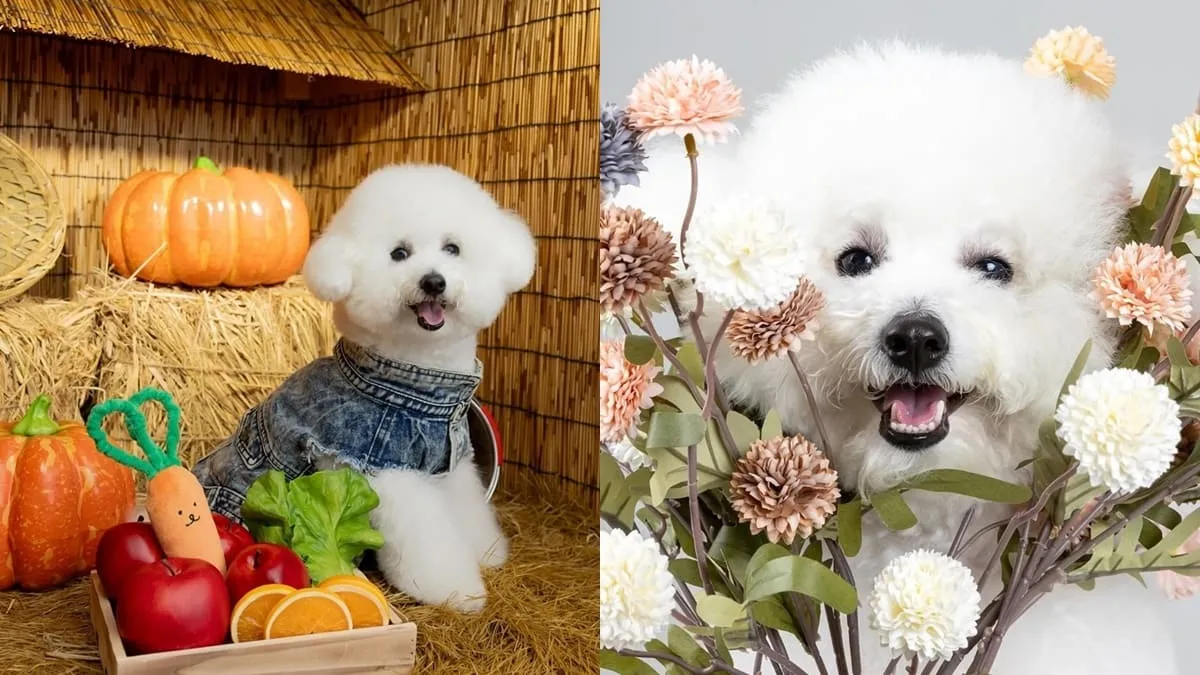 星期四吃紅蘿蔔寵物攝影