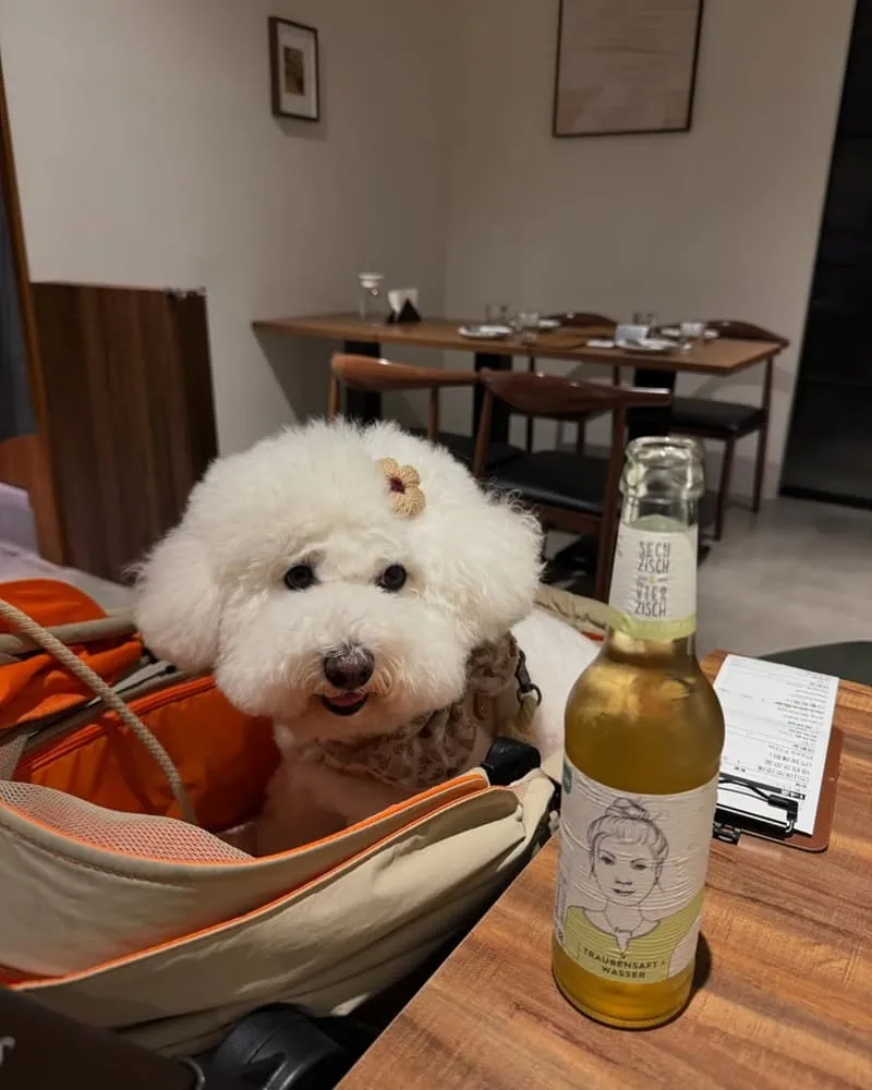 桃園皮亞托披薩餐酒