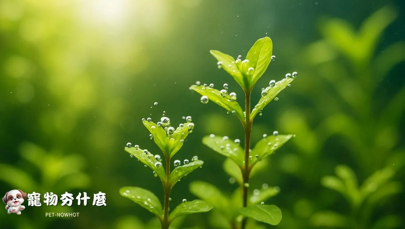 水草葉面產生氧氣小氣泡畫面