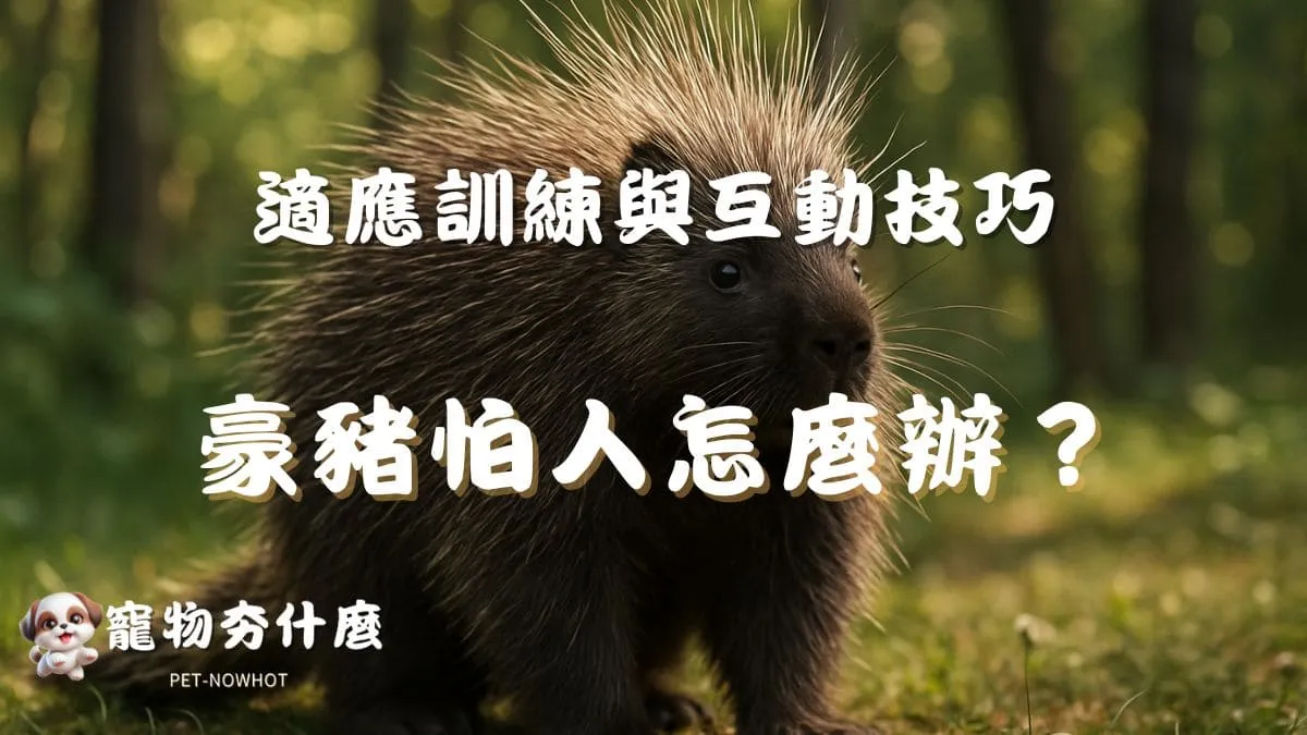 豪豬怕人怎麼辦？