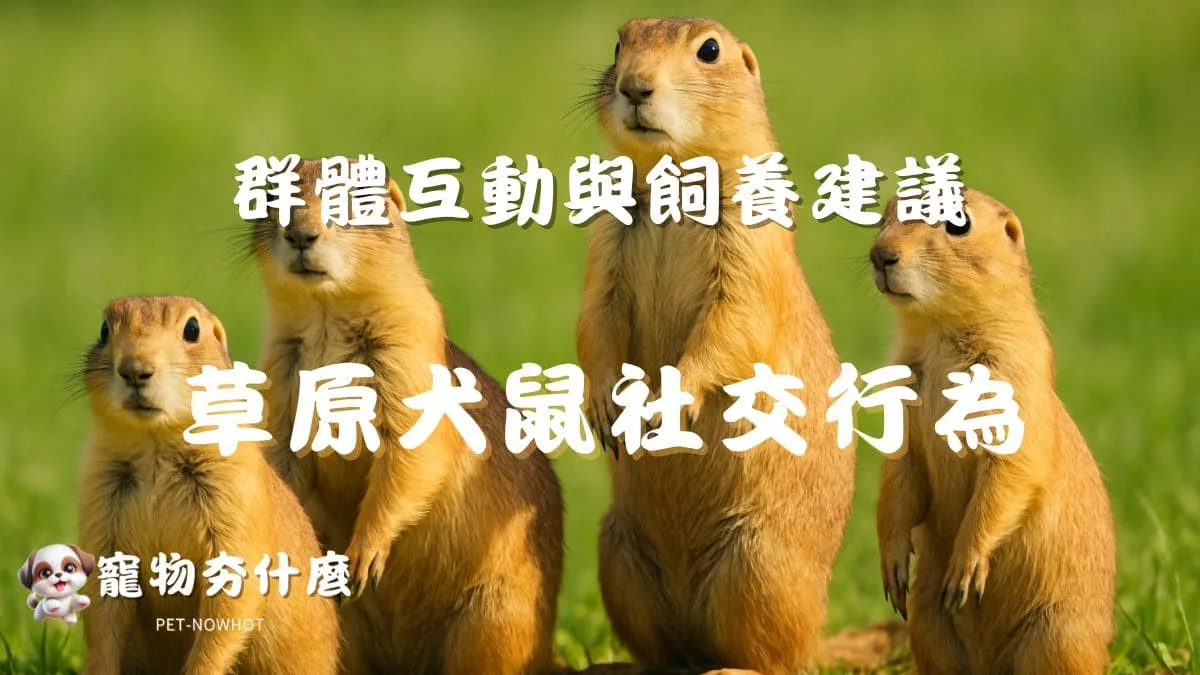 草原犬鼠社交行為觀察