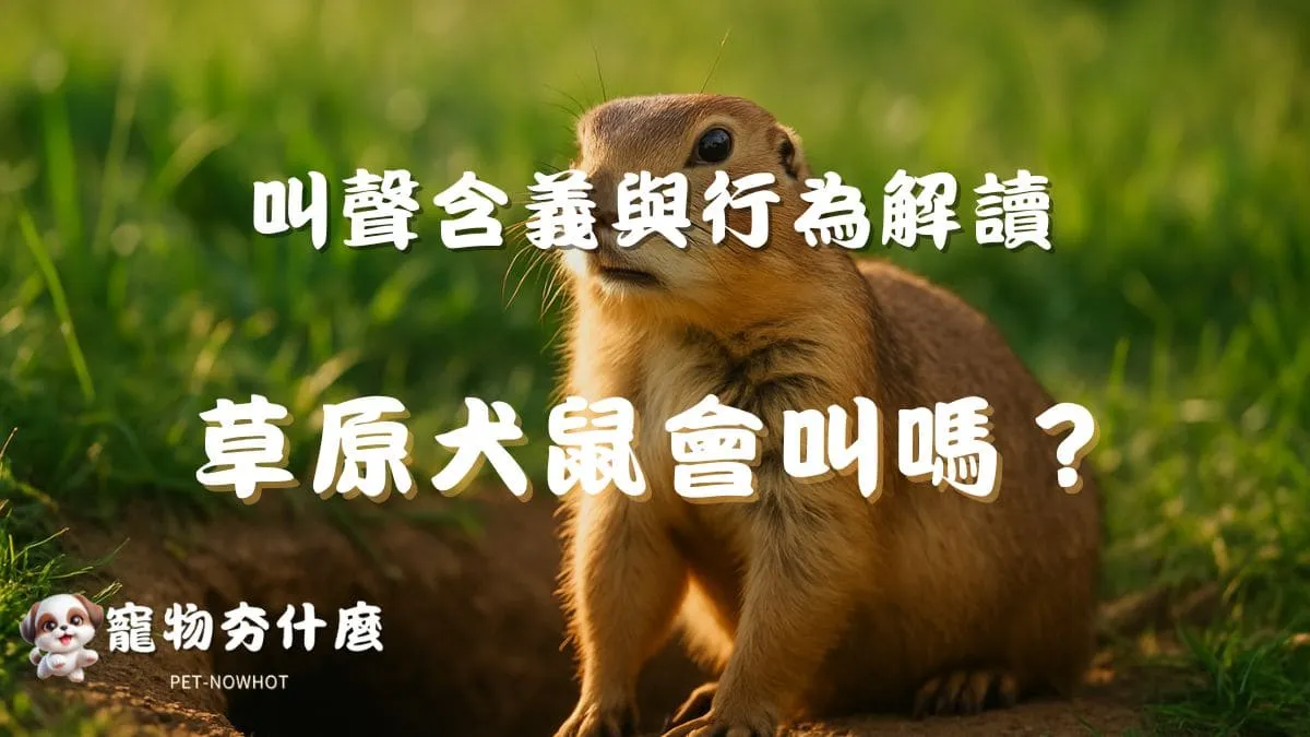 飼養草原犬鼠會叫嗎？