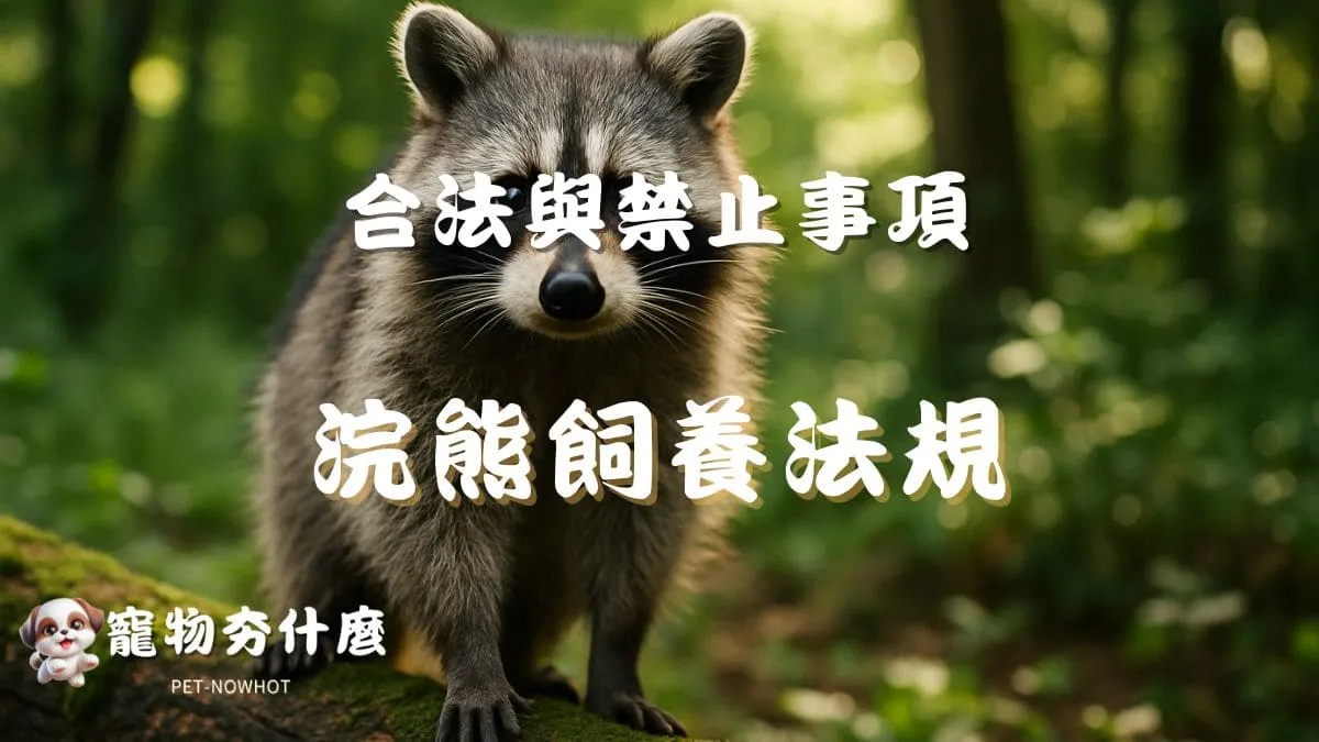 台灣浣熊飼養法規解析