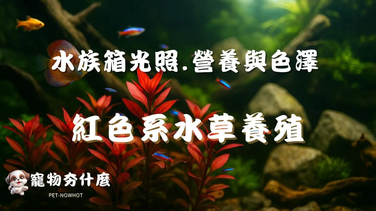 魚缸紅色系水草養殖