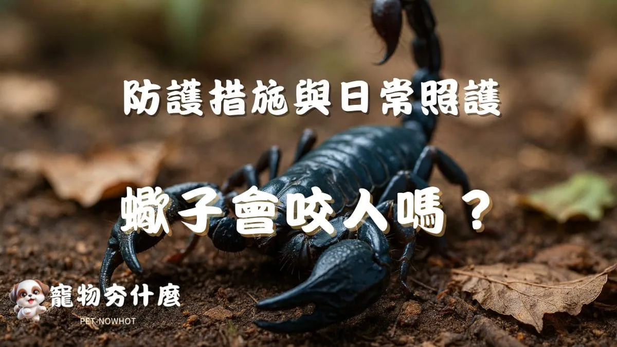 飼養蠍子會咬人嗎？