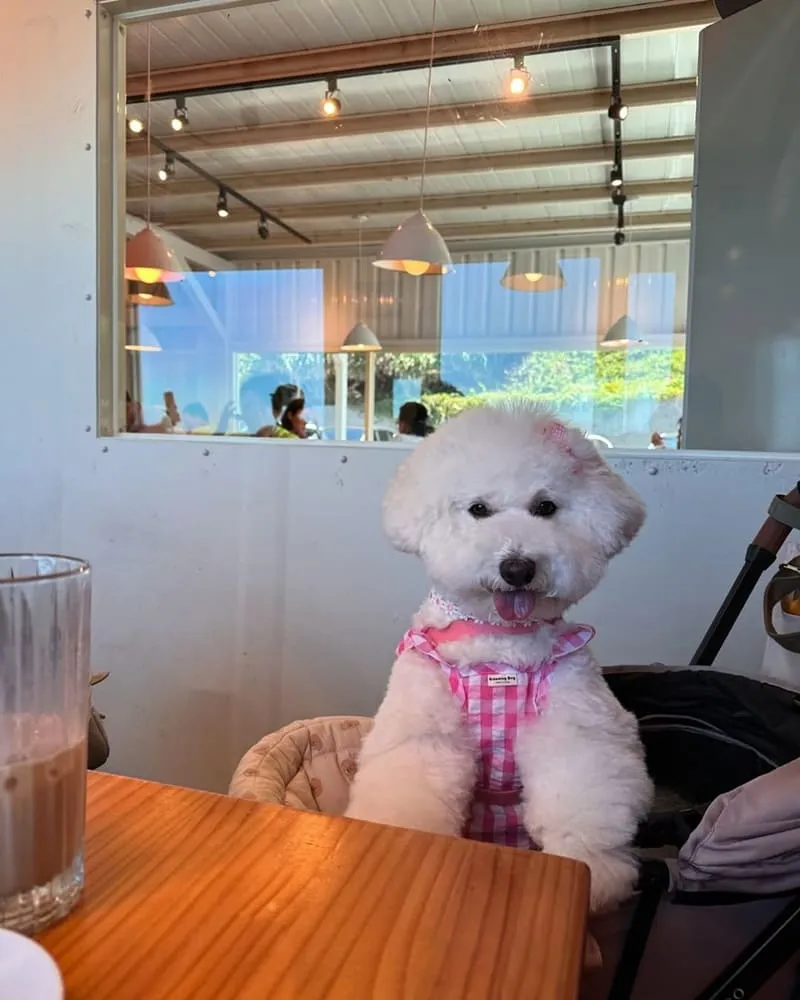 吃飯看海海景餐廳