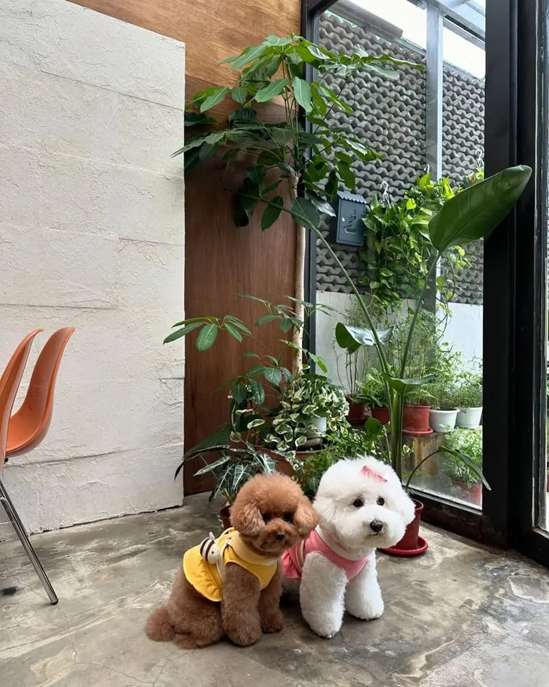 Seiki Cafe 桃園寵物友善咖啡廳