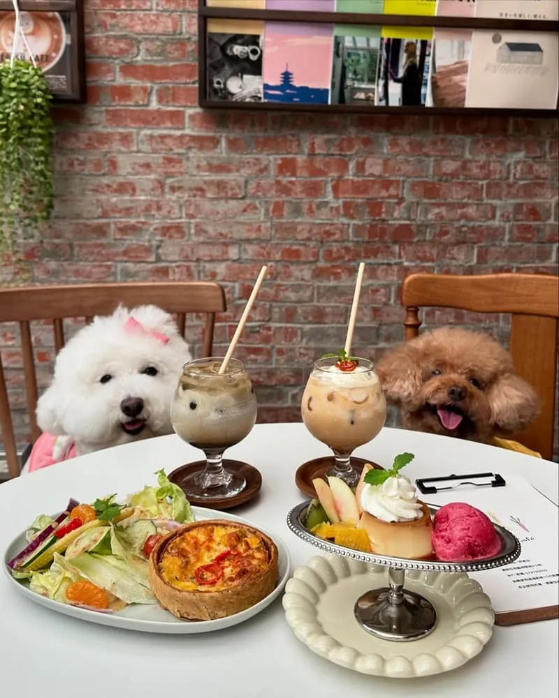 Seiki Cafe 桃園寵物友善咖啡廳