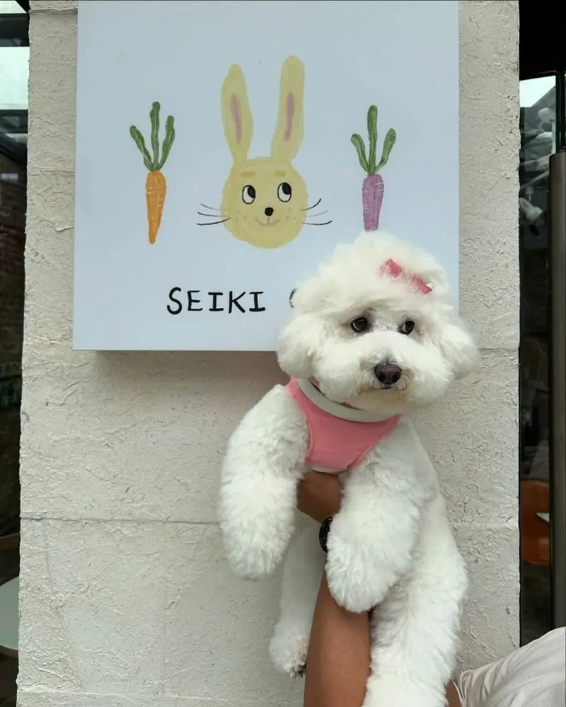 Seiki Cafe 桃園寵物友善咖啡廳