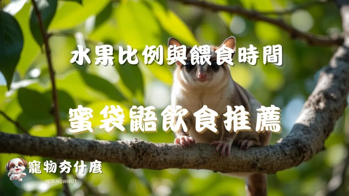 飼養蜜袋鼯飲食推薦
