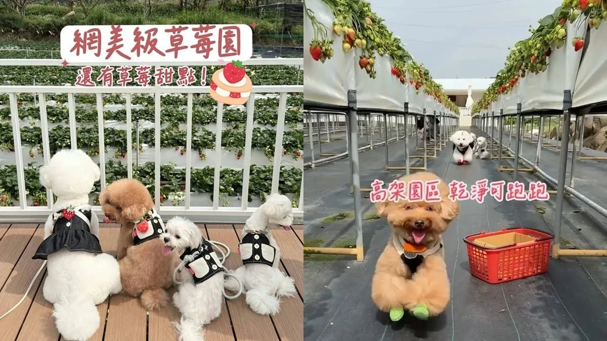 苗栗紅色琉璃瓦草莓園