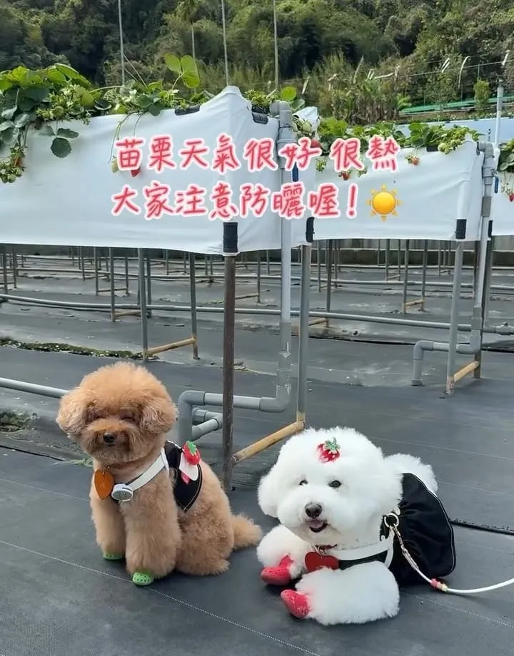 苗栗紅色琉璃瓦草莓園
