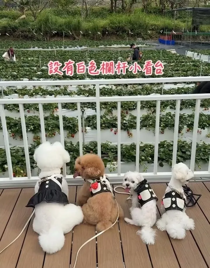 苗栗紅色琉璃瓦草莓園