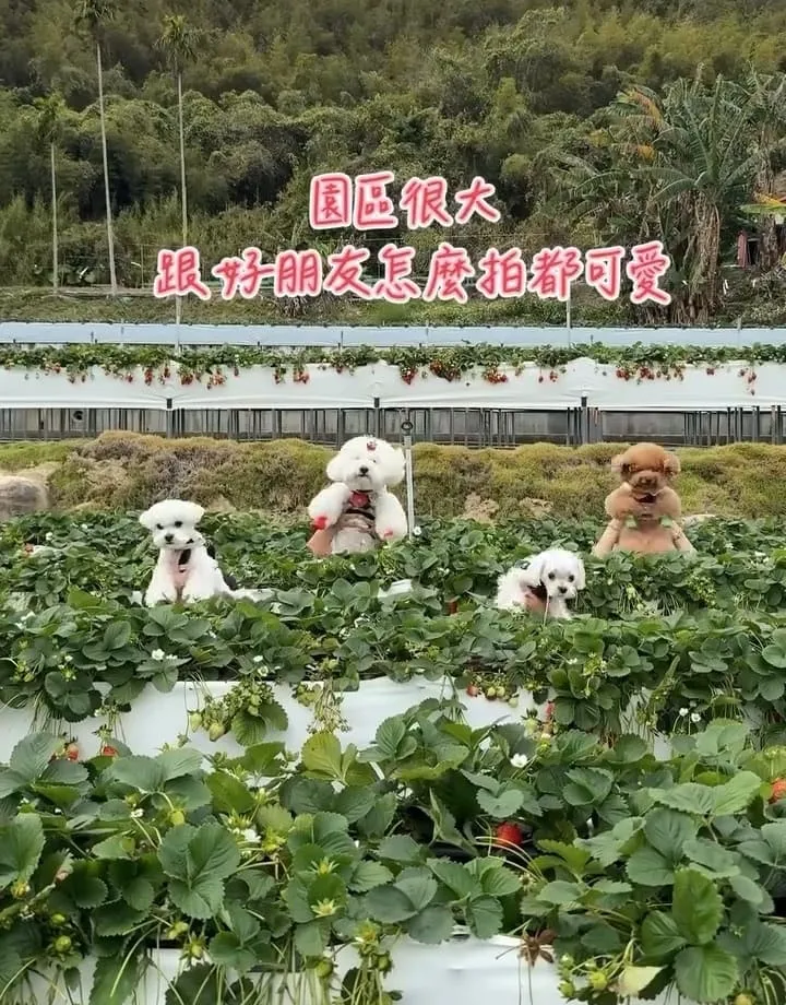苗栗紅色琉璃瓦草莓園