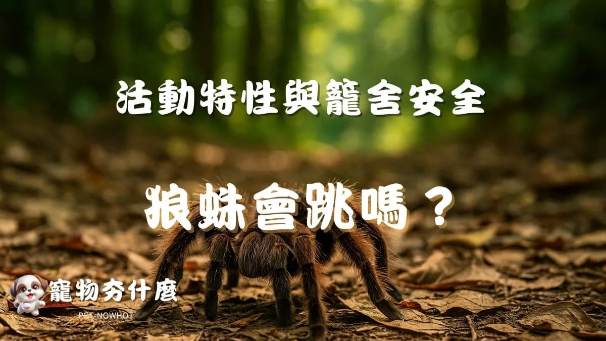 狼蛛會跳嗎？