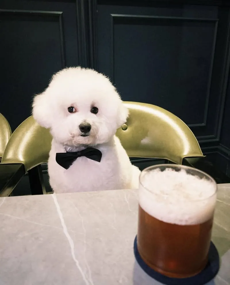 嘉義呷酒餐酒館