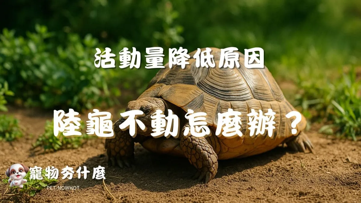 飼養陸龜不動怎麼辦？