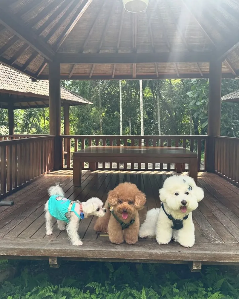 烏布雨林峇里島主題餐廳
