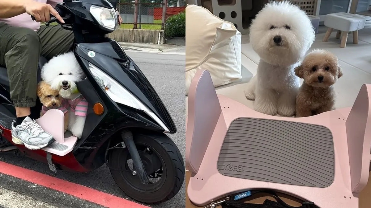 Waa兜不累寵物踏板