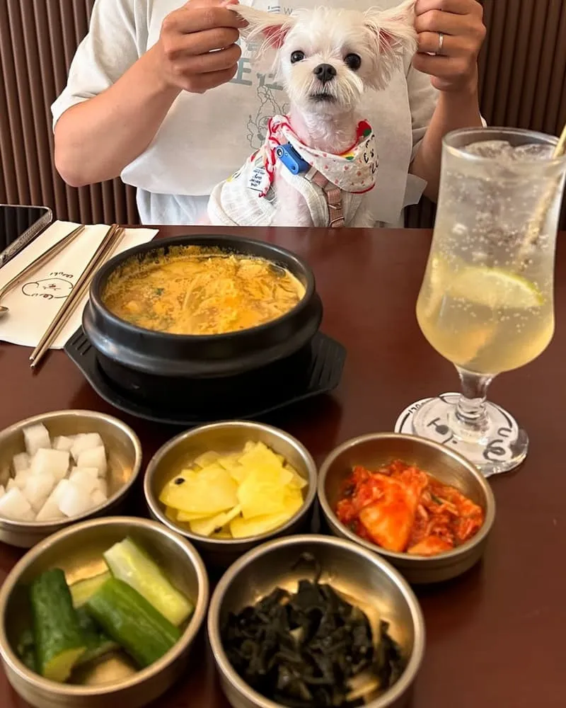 台中無理WULI寵物友善