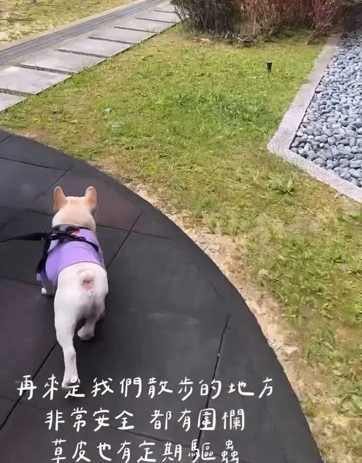 嗨寵物們航站