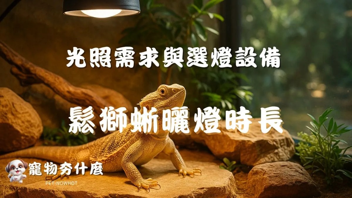 鬆獅蜥曬燈時長建議