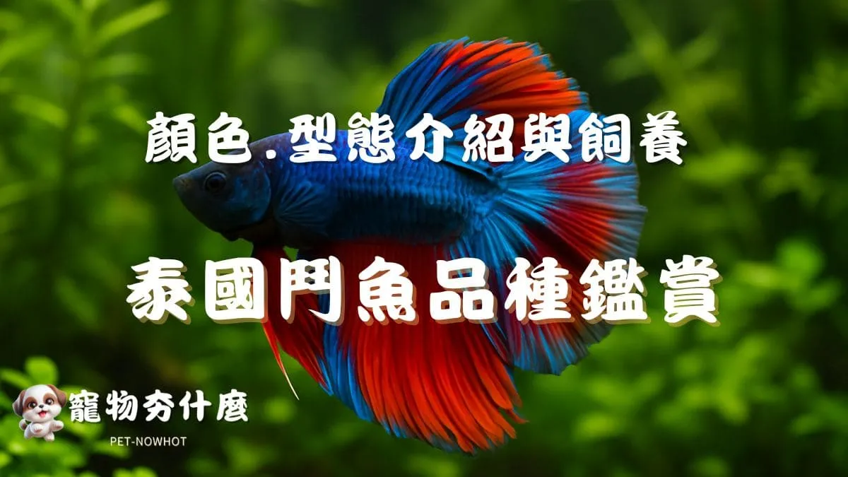 泰國鬥魚品種鑑賞
