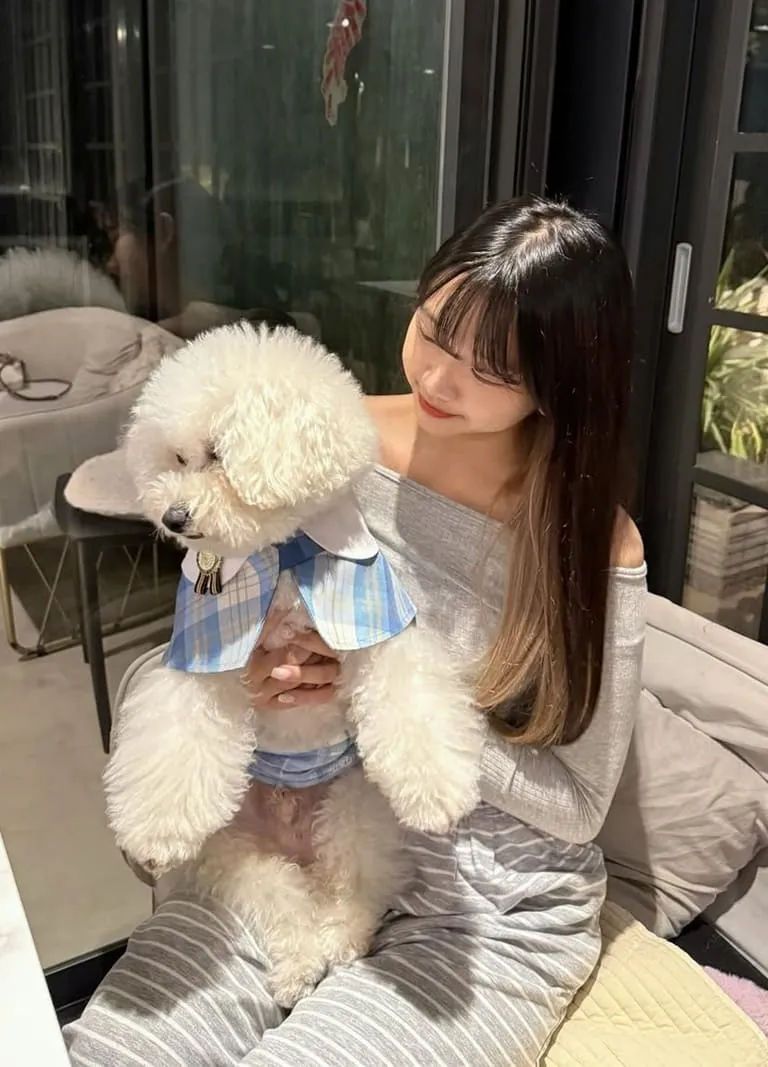 Bichon 旺仔