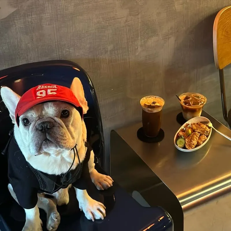 咖啡 梟 Brave Coffee Company