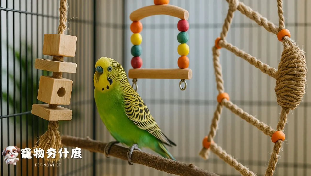 虎皮鸚鵡益智玩具互動示範