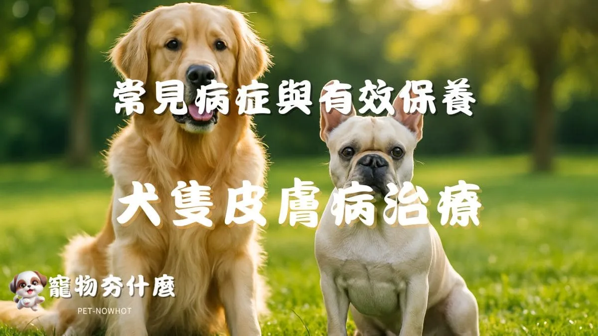 犬隻皮膚病治療